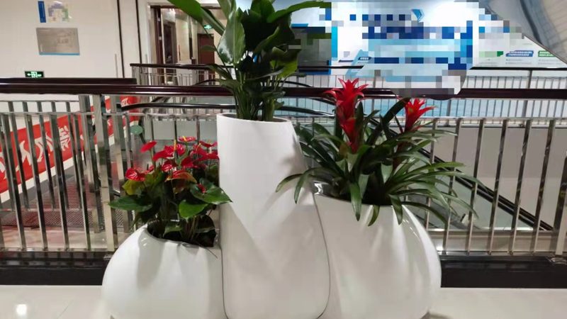 在改种植物时，应注意以下要点：