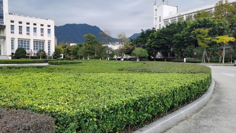 贪便宜购买旱柳，可能会带来以下后果：